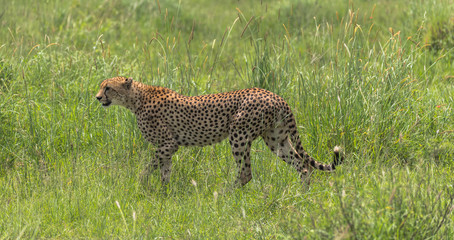 Cheetah stalking the Serengeti, Tanzania, Africa