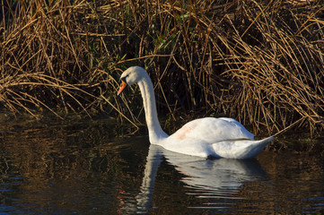 A lone Mute swan swims upstream on the Great River Ouse near Radwell in Bedfordshire England UK