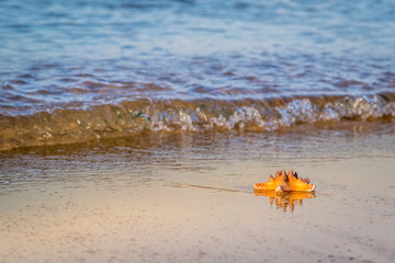 Fototapeta na wymiar Морская звезда лежит на мокром песке на пляже