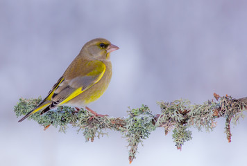 Obraz premium European Greenfinch - Carduelis chloris