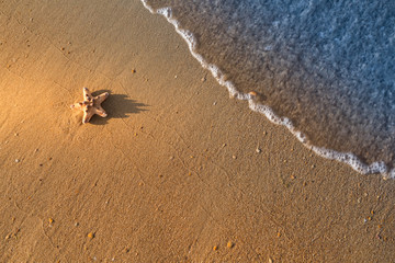 Морская звезда лежит на мокром песке на пляже