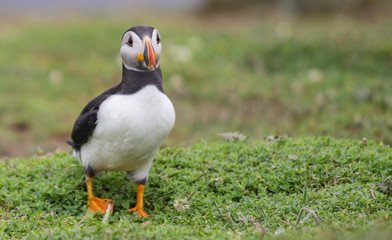 Puffins / Papapageitaucher auf Skomer Island  in Wales UK