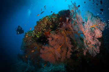 Woman scuba diver looks at Gorgonian fan corals on Gili Air, Lombok, Indonesia