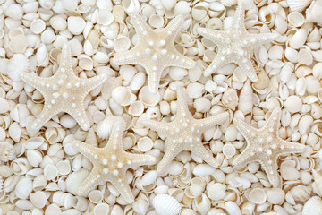 Treasures of the Sea