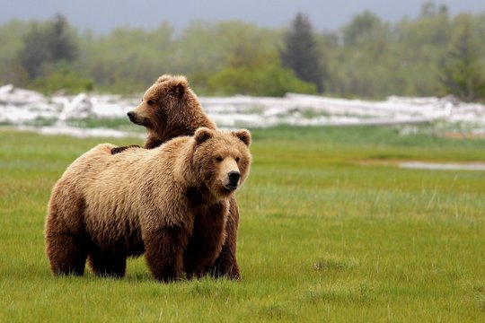 Grizzly Bear Mom and Cub