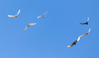 flock of pigeons on blue sky