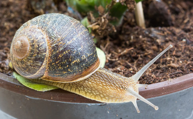 Snail crawling on plant pot / Snail in the garden background / Snail invasion in the garden / snail