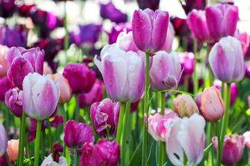 Obraz premium Tulip flower background