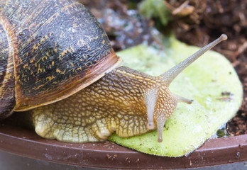 Snail in the garden background / Snail invasion in the garden.