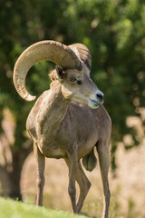 Desert Bighorn Sheep Ram