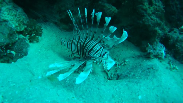 Red lionfish (Pterois volitans) is above the sand near the coral reef
