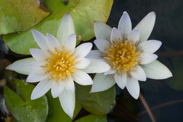 Lotus flower in pond, select focus