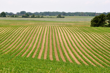 Fototapeta na wymiar Pole młodej kukurydzy