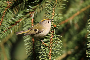 Wintergoldhähnchen auf Tannenzweig