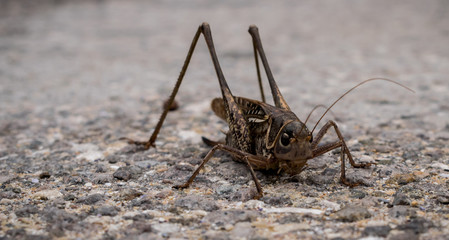 Big Grasshopper