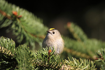 Auf einem Tannenzweig sitzendes Wintergoldhähnchen