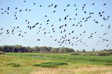 flock of birds over marsh