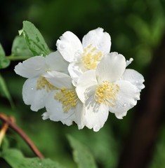 Jasmine blossoms