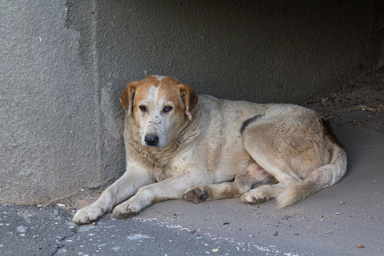 Sad homeless dog lying on the pavement. Pets