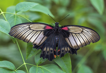Papilio Memnon!