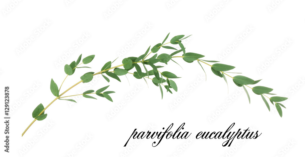 Canvas Prints Green eucalyptus branch with name on white background