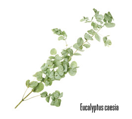 Green eucalyptus branch with name on white background © Africa Studio