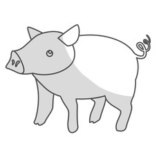 pig icon. farm animals design. vector illustration