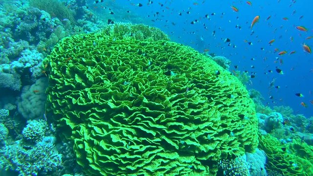 school of fish Sea goldie (Pseudanthias squamipinnis) and Bicolor Damselfish (Chromis dimidiata) floating over bright Mushroom Leather Coral (Sarcophyton trocheliophorum) Red sea, Egypt         
