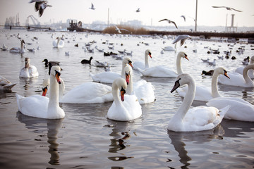  Swans and  gull in the lake