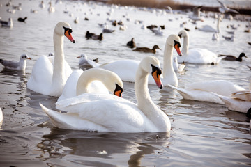  Swans and  gull in the lake