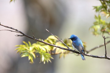 オオルリ,スズメ目,ヒタキ科,オオルリ属