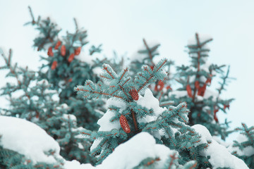 bumps growing on pine and snow on the branches