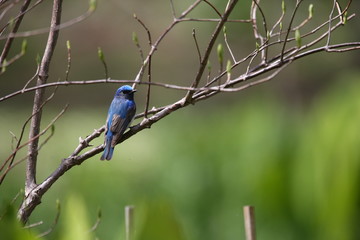 オオルリ,スズメ目,ヒタキ科,オオルリ属