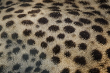 Close-up view of the skin of a cheetah (Acinonyx jubatus)