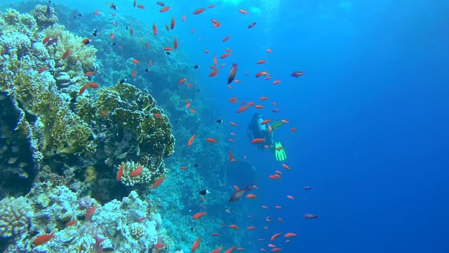 scubadiver swims near coral reef in the school of fish Bicolor Damselfish (Chromis dimidiata) Red sea, Sharm El Sheikh, Sinai Peninsula, Egypt    
