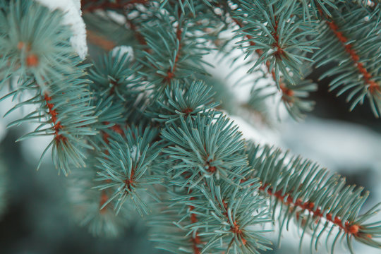 background of the Christmas tree branches on which the snow