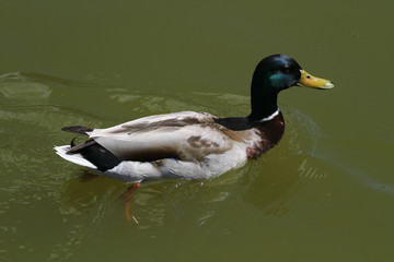 Male mallard swimming in clear lake water
