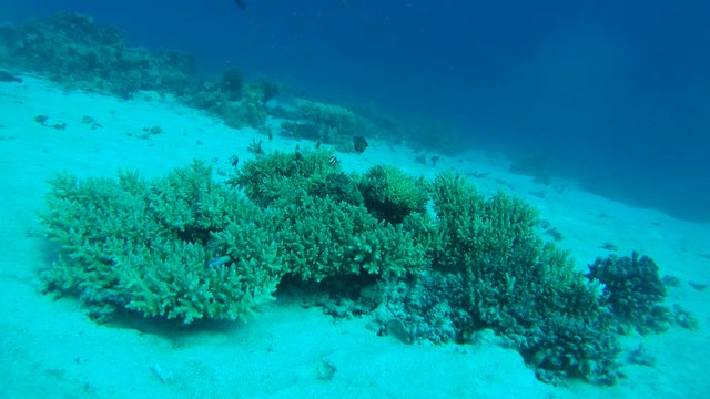 Blue-green Chromis school of fish (Chromis viridis) emerges from the coral and hides back to coral
