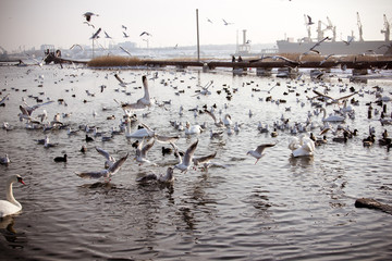  Swans and  gull in the lake