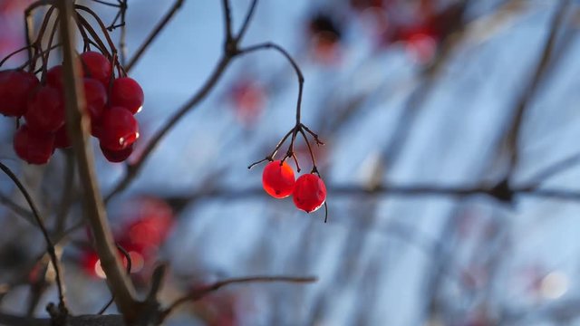 viburnum tree branch on a blue sky background red berries winter