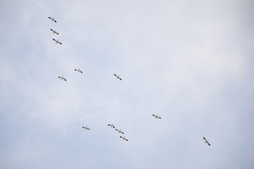 Wild geese flying in the cloudy sky