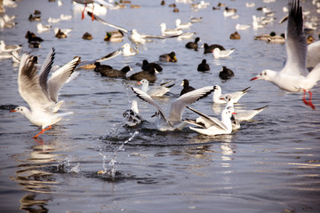  Swans and  gull in the lake
