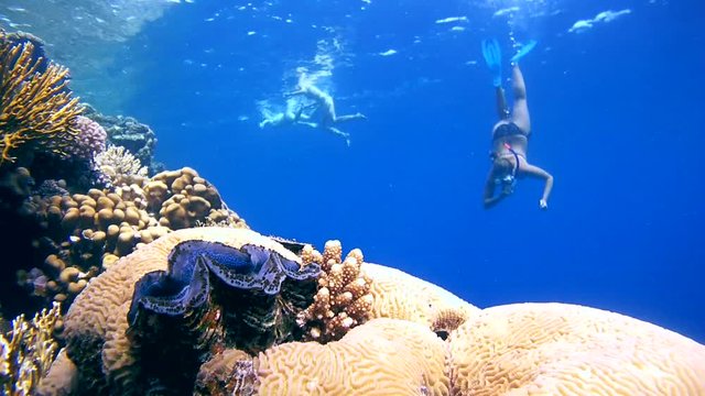 snorkeling - young woman dives to coral reef and rassmatrivaetmaxima clam or small giant clam (Tridacna Maxima) on the coral reef
