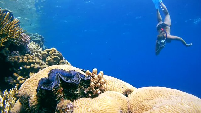snorkeling - young woman dives to coral reef and considers maxima clam or small giant clam (Tridacna Maxima) on the coral reef
