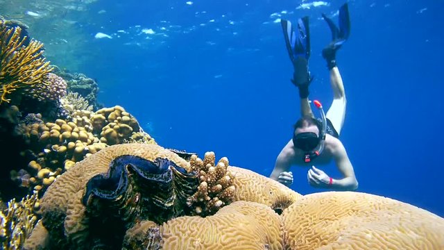 snorkeling - man diving to the coral reef and considers maxima clam or small giant clam (Tridacna Maxima) on the coral reef
