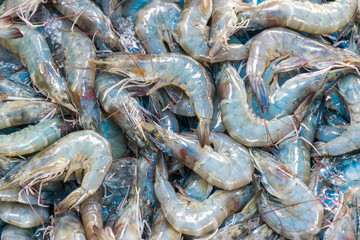 Fresh shrimp