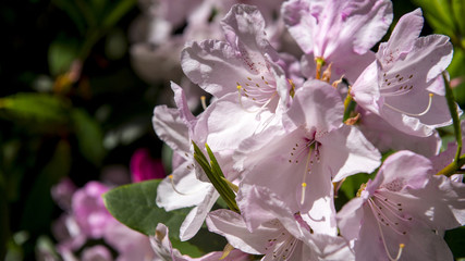 Flowers of Spring season