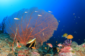 Fish coral reef