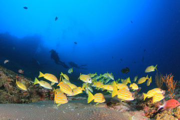 Fototapeta na wymiar Fish coral reef