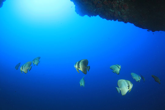 Fish coral reef